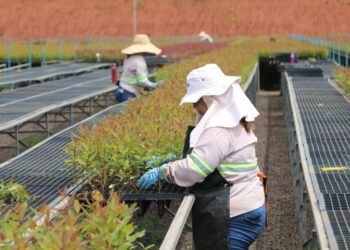 Silvicultura ‘abre às portas’ para mulheres na universidade e contribui para o desenvolvimento sustentável