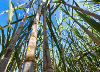 Mato Grosso do Sul tem produção recorde de etanol e avança na descarbonização do setor bioenergético
