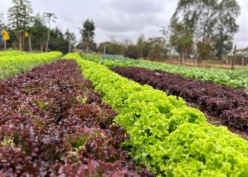 Parceria entre Famasul e Suzano auxilia famílias a superar a linha da pobreza