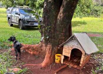 Idoso é preso, após polícia encontrar sua cadela amarrada, ferida, com sede e magra
