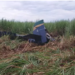 Avião agrícola cai em plantação de cana e piloto morre, em Nova Andradina