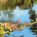 Corpo de homem é encontrado boiando nas águas do Rio Paraguai, em Corumbá