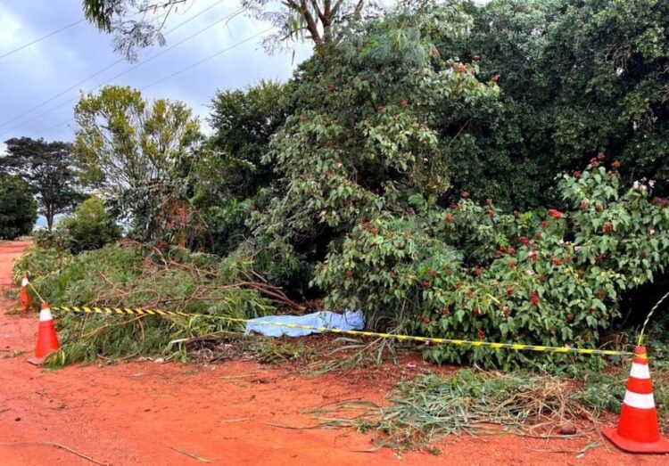 Ao podar galhos de árvore, homem recebe descarga elétrica, cai de 3 metros e morre