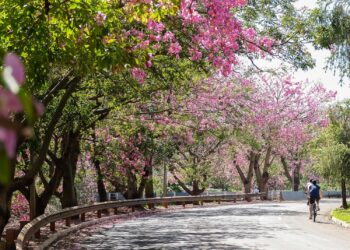Campo Grande é a capital mais arborizada do Brasil, aponta IBGE