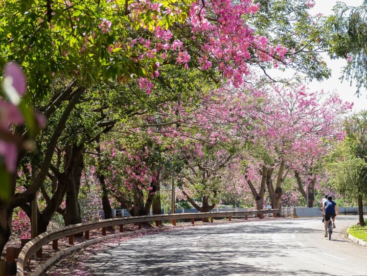 Campo Grande é a capital mais arborizada do Brasil, aponta IBGE