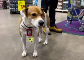 Programa “Cãolaborador” transforma a vida de cães resgatados em rede atacadista