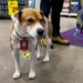 Programa “Cãolaborador” transforma a vida de cães resgatados em rede atacadista