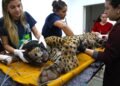 Após captura, onça que matou Jorginho passará por exames e acompanhamento veterinário