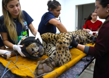 Após captura, onça que matou Jorginho passará por exames e acompanhamento veterinário