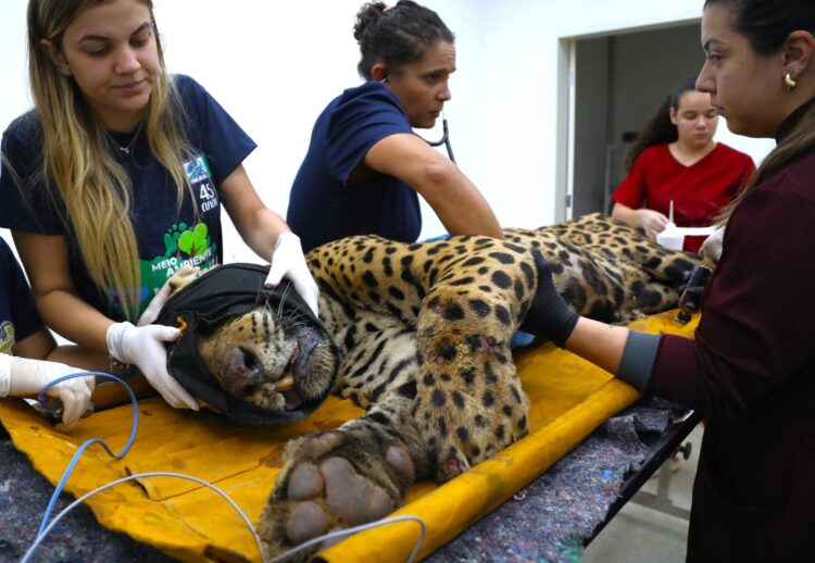 Após captura, onça que matou Jorginho passará por exames e acompanhamento veterinário