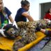 Após captura, onça que matou Jorginho passará por exames e acompanhamento veterinário