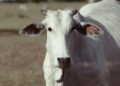 Veterinária e agropecuária: formação acompanha transformações do setor em MS