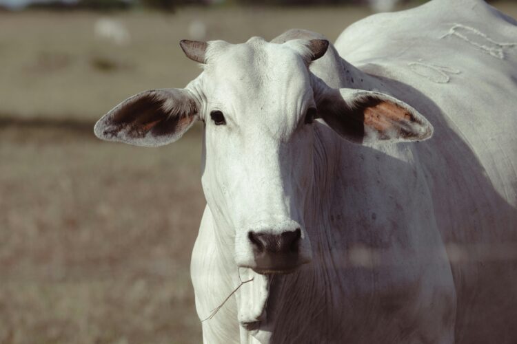 Veterinária e agropecuária: formação acompanha transformações do setor em MS