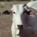 Veterinária e agropecuária: formação acompanha transformações do setor em MS