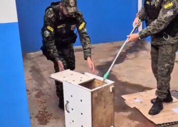 Vídeo: Guarda Ambiental é acionada para capturar cobra que invadiu UPA Coronel Antonino