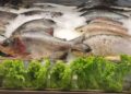 Campeã de consumo, Tilápia é a espécie de peixe mais consumida durante a Quaresma