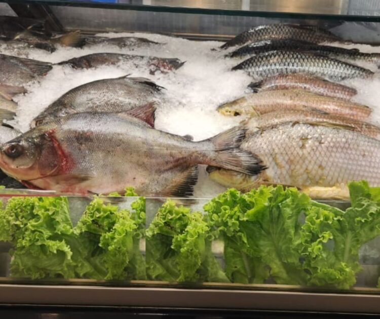 Campeã de consumo, Tilápia é a espécie de peixe mais consumida durante a Quaresma