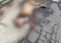 PM precisa atirar 3 vezes e matar Pitbull para que soltasse rapaz em ataque na Capital