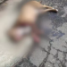 PM precisa atirar 3 vezes e matar Pitbull para que soltasse rapaz em ataque na Capital