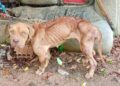 Tutor é preso por manter Pitbull amarrado, magro e sem comida