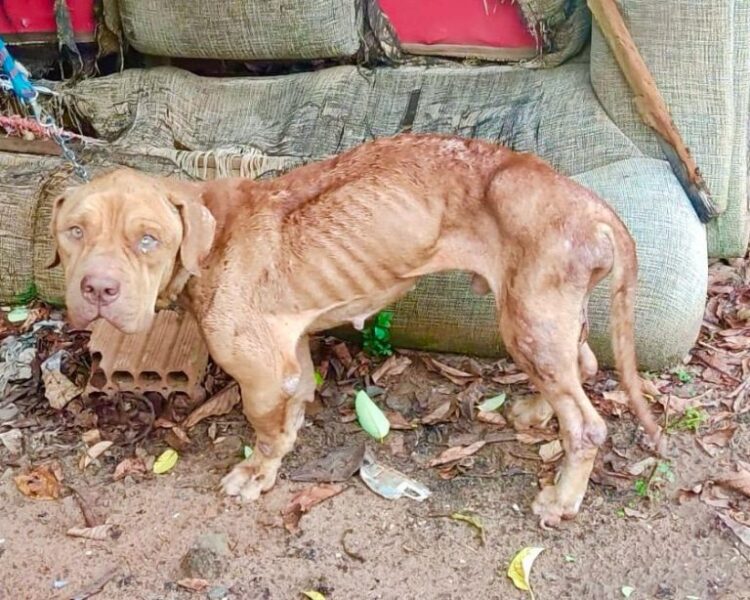 Tutor é preso por manter Pitbull amarrado, magro e sem comida
