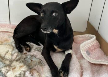 Irmã flagra homem fazendo sexo com cadela e polícia o prende em Caarapó