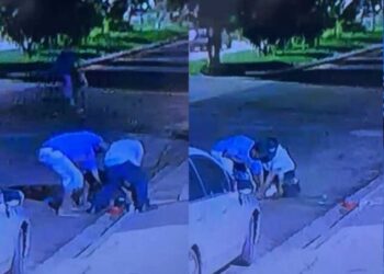 Dupla é indiciada por matar Pitbull na Capital e se defende dizendo que foi atacada pelo cão