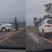 Capivara News TV: Condutor atropela anta que atravessava avenida na BR-060