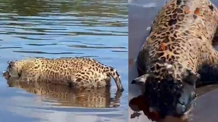 Corpo de onça pintada é encontrado boiando no Rio Paraguai na região de Corumbá