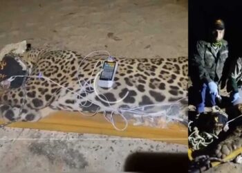 PMA e pesquisadores capturam onça, um macho, que atacou e matou Jorge Ávalos