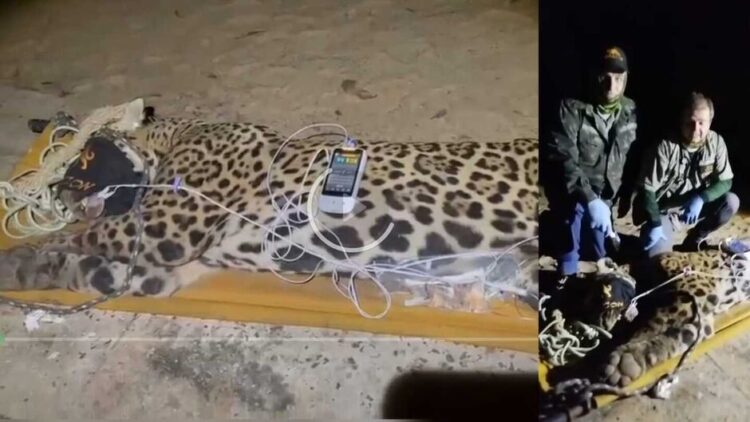 PMA e pesquisadores capturam onça, um macho, que atacou e matou Jorge Ávalos