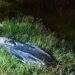 Motorista atropela, mata idoso de 63 anos na BR-463 e foge em Ponta Porã