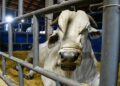 Marco histórico: MS recebe status de área livre de aftosa, apto para ampliar mercados da carne