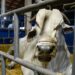 Marco histórico: MS recebe status de área livre de aftosa, apto para ampliar mercados da carne