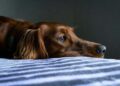 Caso de cachorro que atacou tutora reacende alerta: você sabe como está a saúde do seu pet?