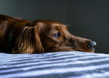 Caso de cachorro que atacou tutora reacende alerta: você sabe como está a saúde do seu pet?