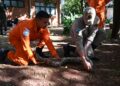 Na luta contra o fogo toda vida importa e Bombeiros aprimoram técnicas para resgate de animais silvestres