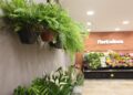 Cerca de 20% dos filhos devem presentear mãe com flores, aponta pesquisa