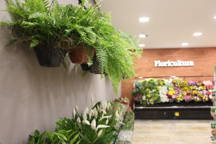 Cerca de 20% dos filhos devem presentear mãe com flores, aponta pesquisa