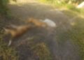 Homem é preso por armar armadilha elétrica e matar 3 cães em assentamento de Ladário