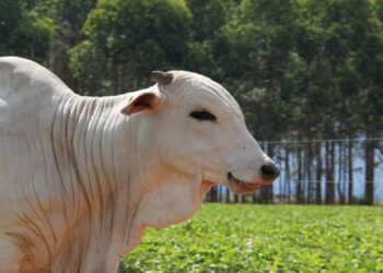 Produtores rurais têm até 2 de junho para declarar rebanho em MS; prazo não será prorrogado