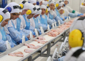 Gripe aviária: México suspende importação de carne de frango, ovos e aves vivas do Brasil