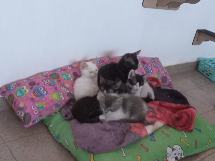 ONG busca lares para animais resgatados em feira de adoção neste sábado