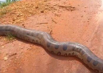 Corpo de pescador que sofreu suposto ataque de sucuri em Anhanduí é encontrado