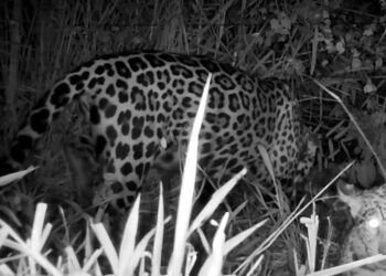 Capivara News TV: Onça Miranda, tratada pelo CRAS e depois solta na natureza, aparece com filhote no Pantanal