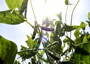 Cobertura completa: MS terá rede de meteorologia com 70 estações, fortalecendo produção local