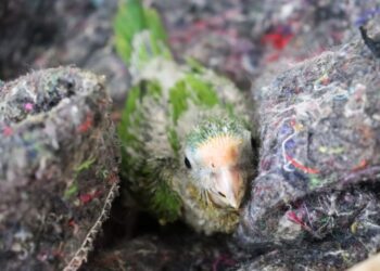 Com chegada do frio, CRAS adapta recintos e reforça estrutura para garantir bem-estar dos animais silvestres