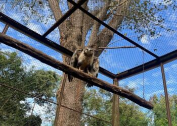 Águia-cinzenta é devolvida à natureza em Campo Grande após reabilitação no CRAS