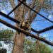 Águia-cinzenta é devolvida à natureza em Campo Grande após reabilitação no CRAS