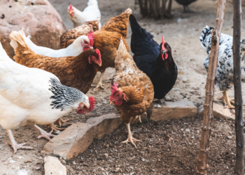 Agraer, Embrapa e Iagro reforçam prevenção à gripe aviária com foco na agricultura familiar